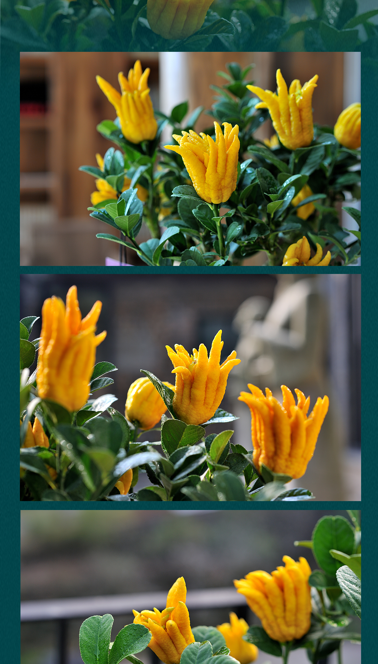 佛手红茶 (2).jpg